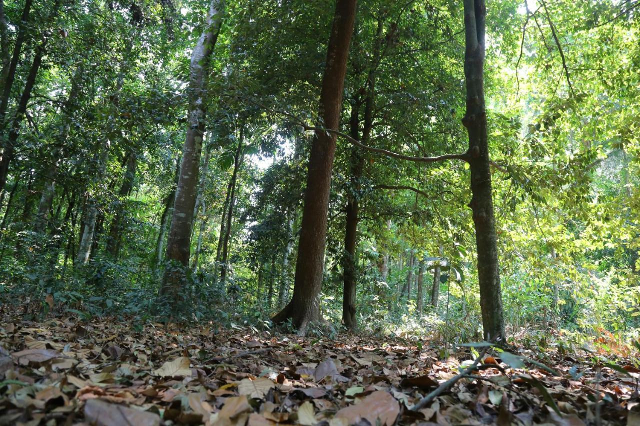 The Mana-Heritage stay - Chengazhimattam Mana Kottayam Luaran gambar