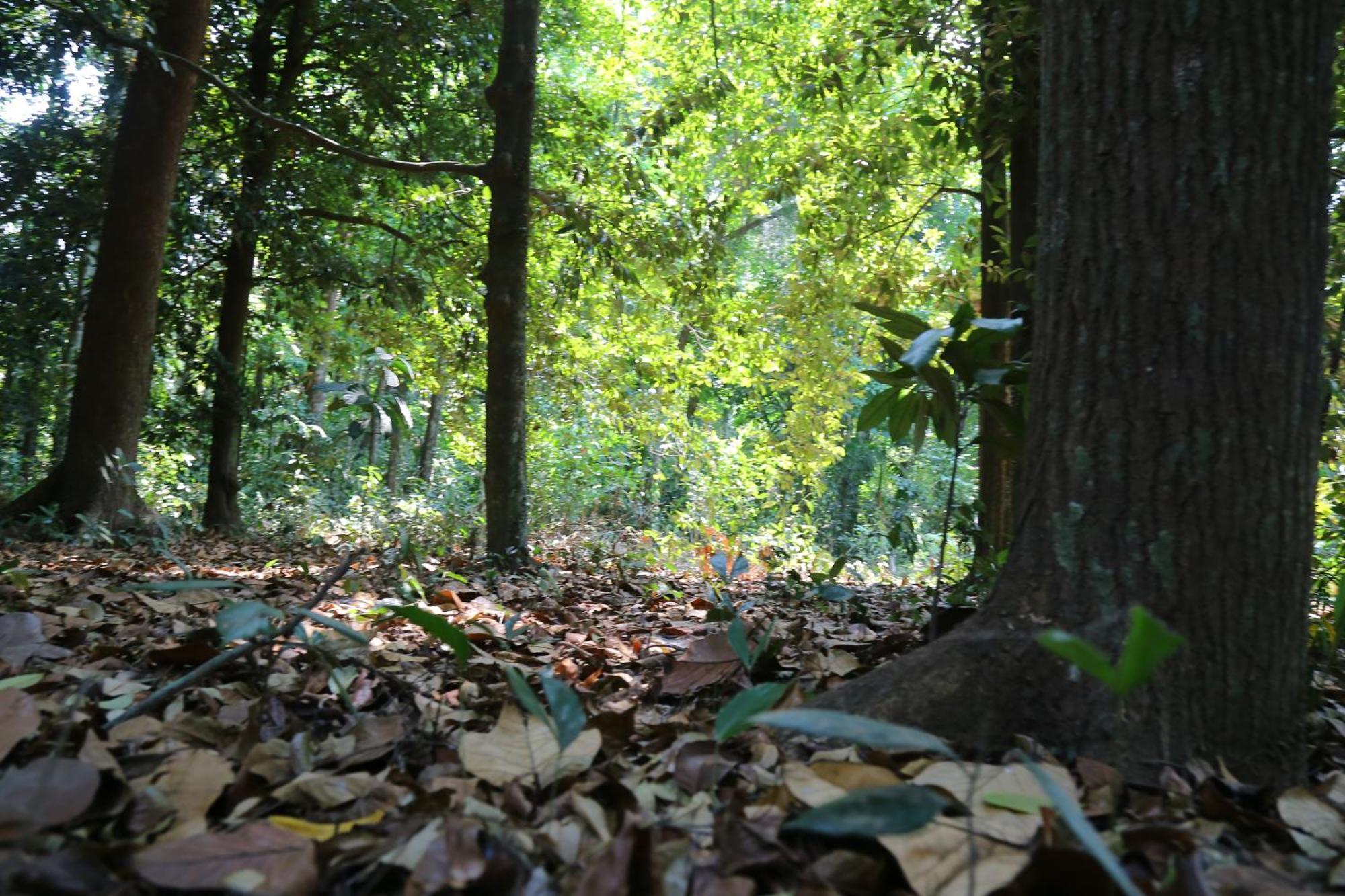 The Mana-Heritage stay - Chengazhimattam Mana Kottayam Luaran gambar