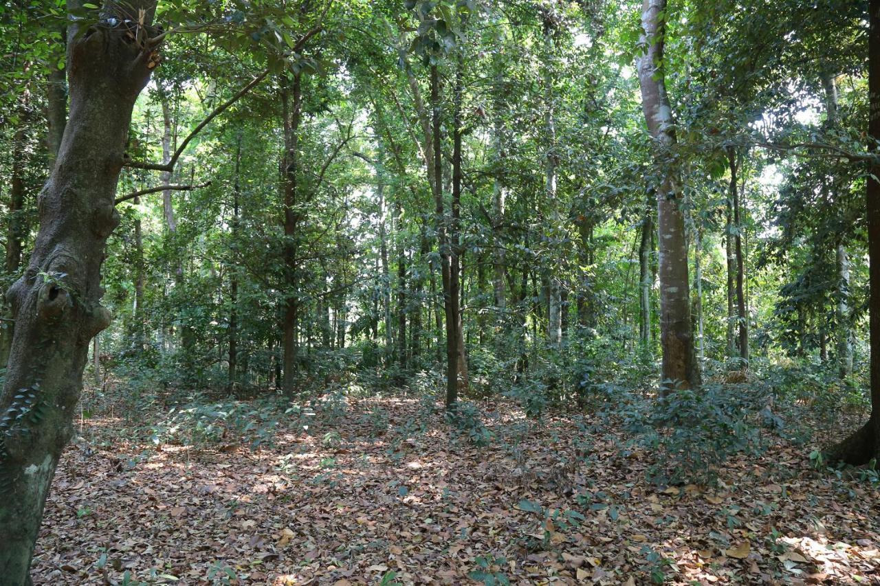 The Mana-Heritage stay - Chengazhimattam Mana Kottayam Luaran gambar